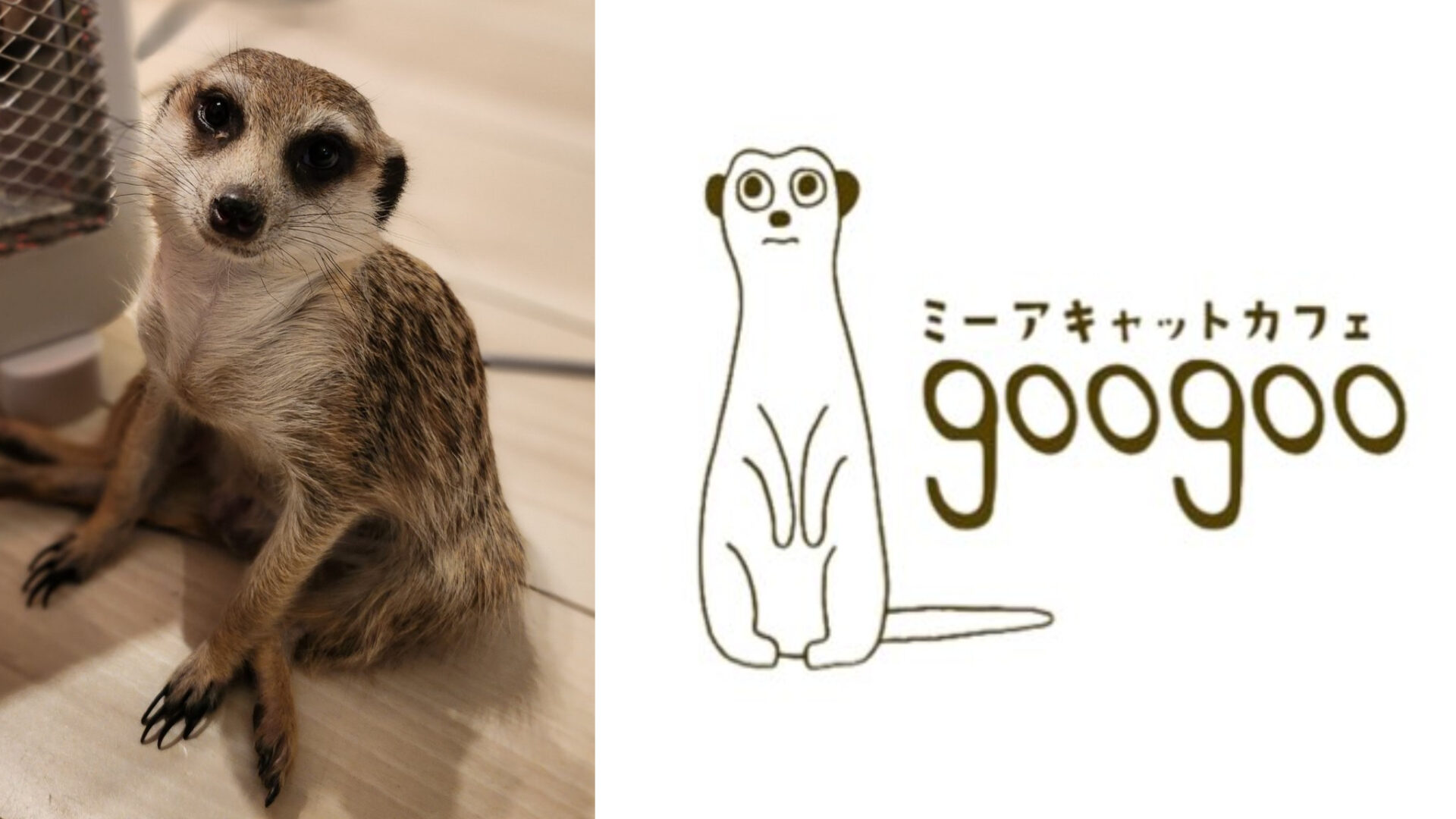 吉祥寺に日本初のミーアキャットカフェ「googoo（グーグー）」が2023年10月22日にオープン！｜吉グル