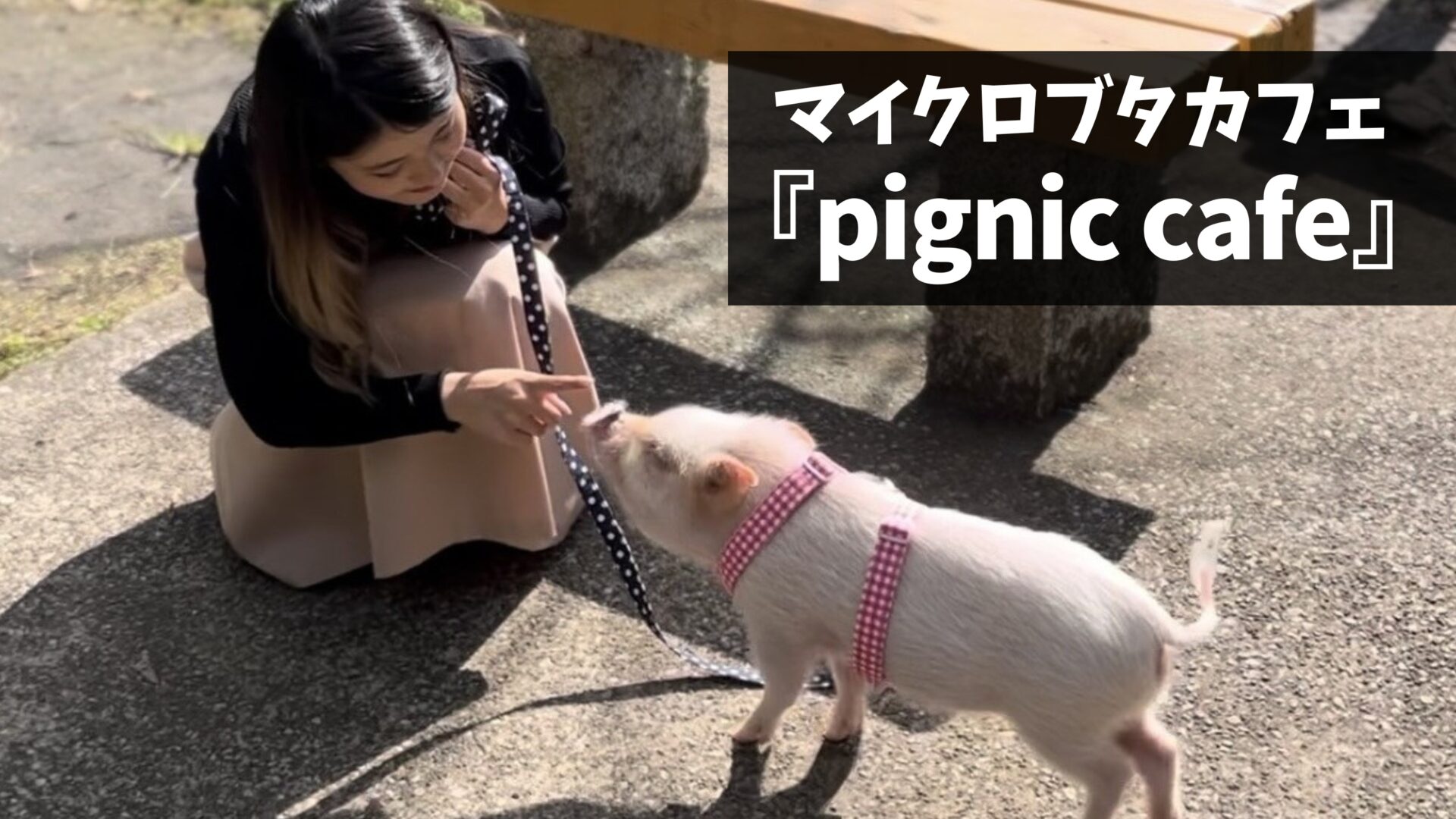 吉祥寺にマイクロブタカフェ「pignic cafe」がオープン！リードでお