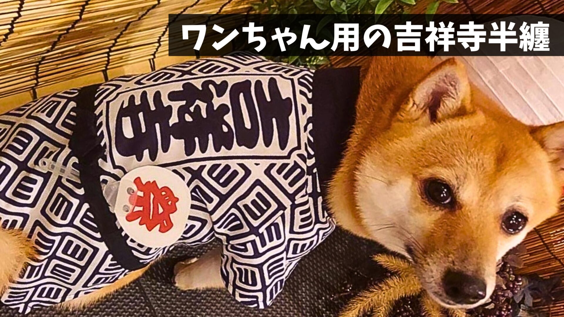 2025年秋】ワンちゃん用の吉祥寺半纏を販売開始！ワンちゃんと一緒に